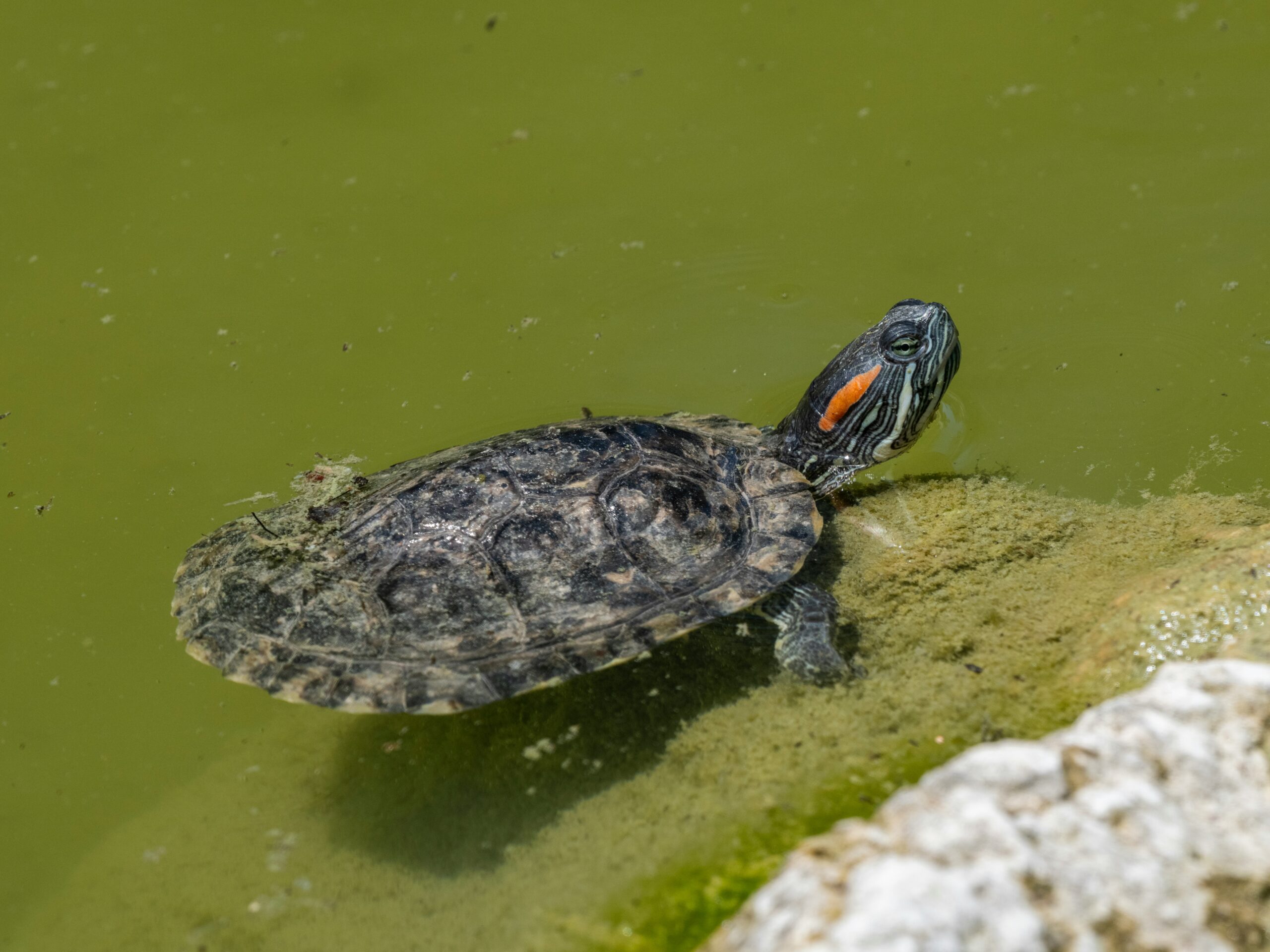 Introducing a New Resource for Community-led Monitoring of Freshwater ...